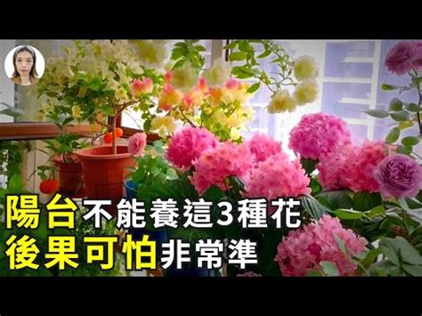 陽台種玫瑰風水|【陽台種玫瑰】家裡就有玫瑰園！陽台種玫瑰5個黃金。